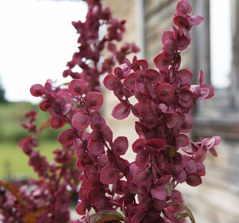 Изображение особи Atriplex hortensis.