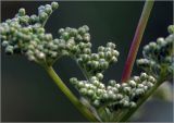 Filipendula ulmaria