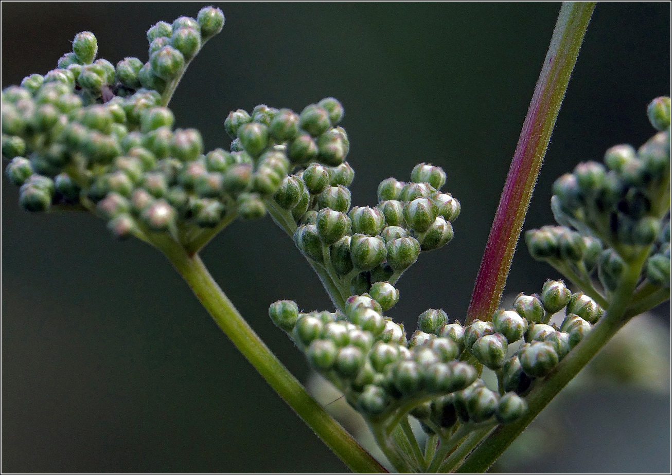 Image of Filipendula ulmaria specimen.