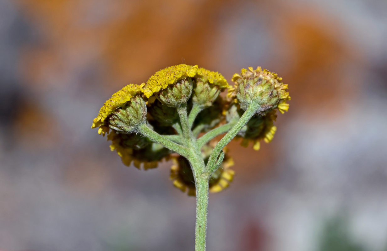 Изображение особи Tanacetum aureum.