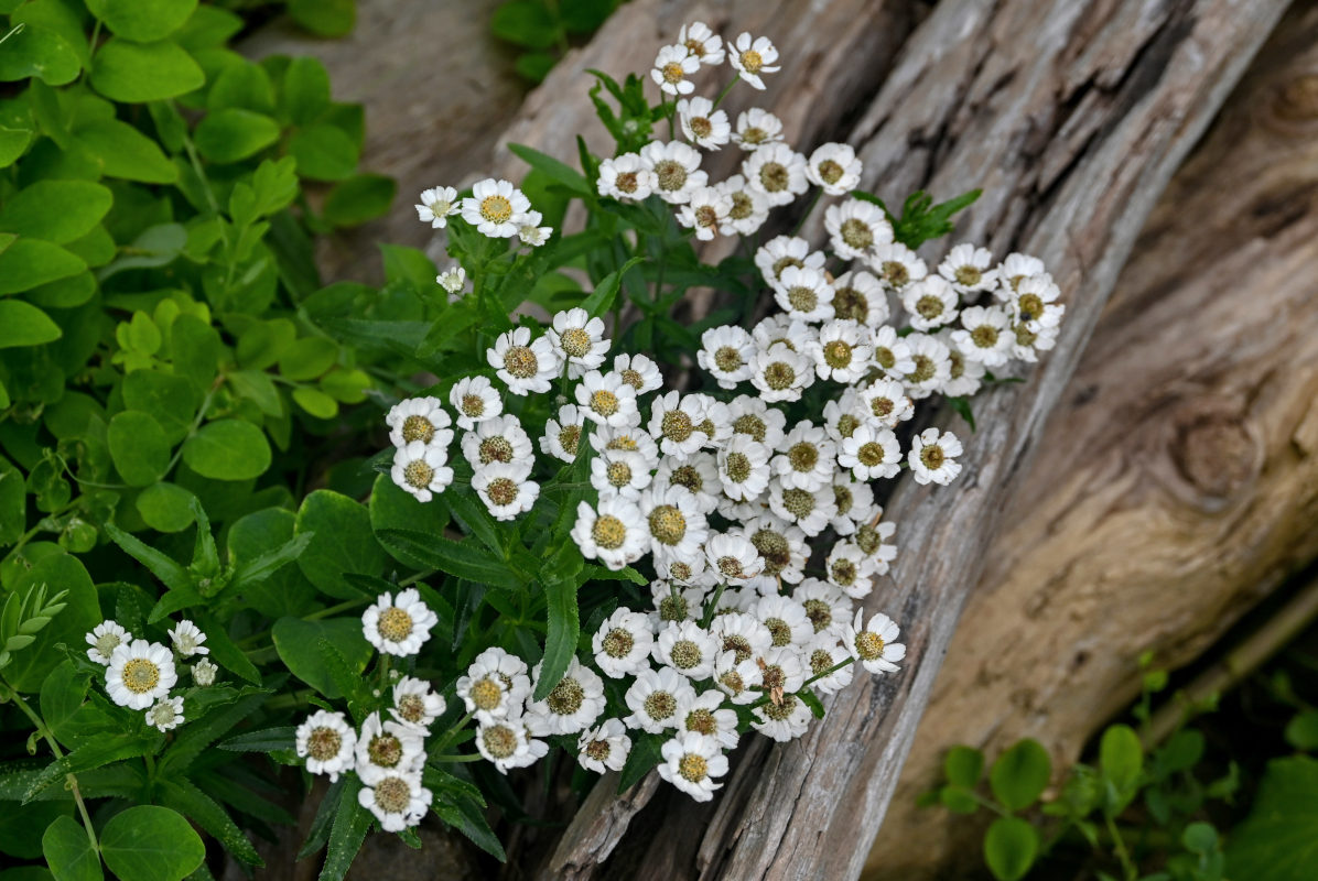 Image of Achillea ptarmica ssp. macrocephala specimen.