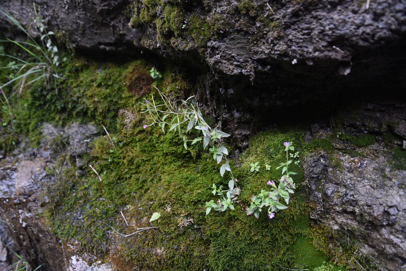 Изображение особи род Epilobium.