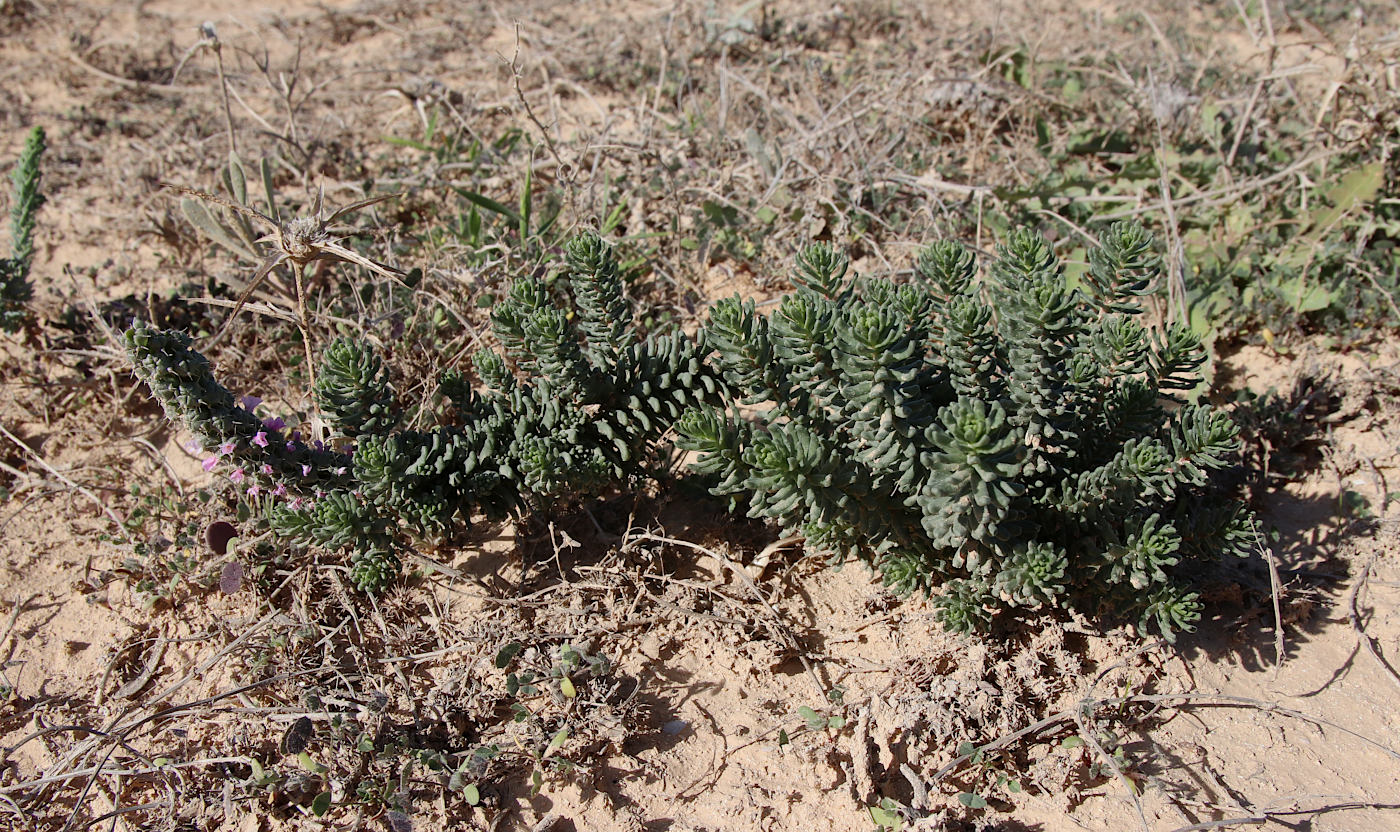 Изображение особи Coris monspeliensis ssp. strossiae.