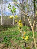 Salix viminalis