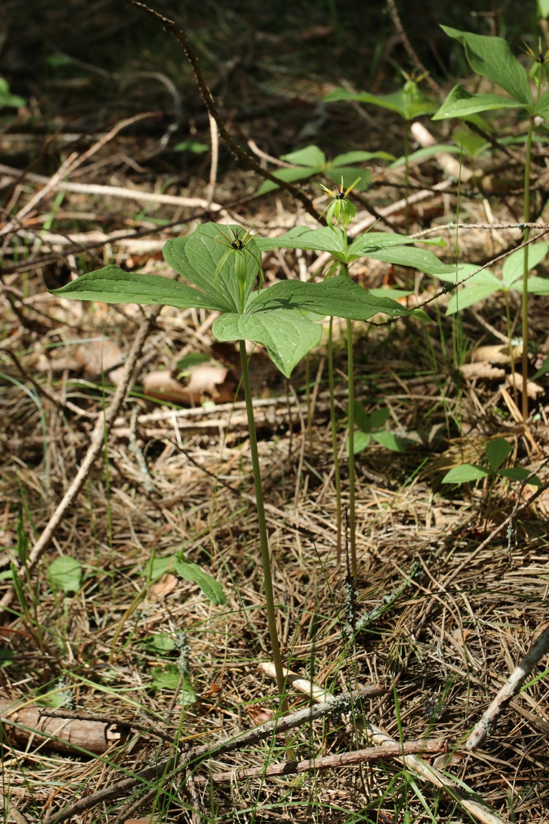 Image of Paris quadrifolia specimen.