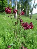 Aquilegia vulgaris