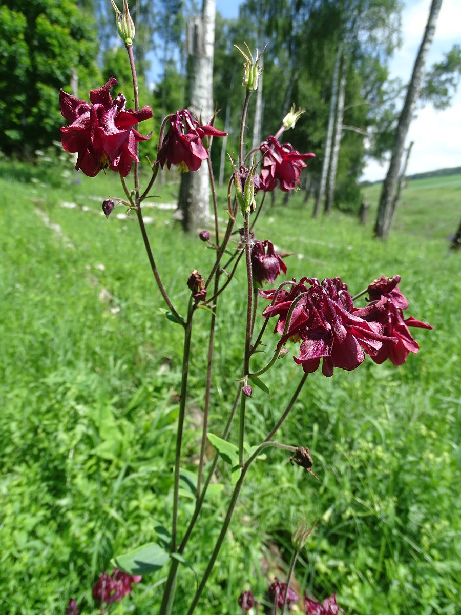 Изображение особи Aquilegia vulgaris.