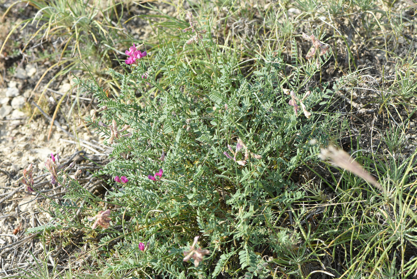 Image of Hedysarum tauricum specimen.