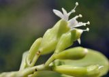 Lumnitzera racemosa