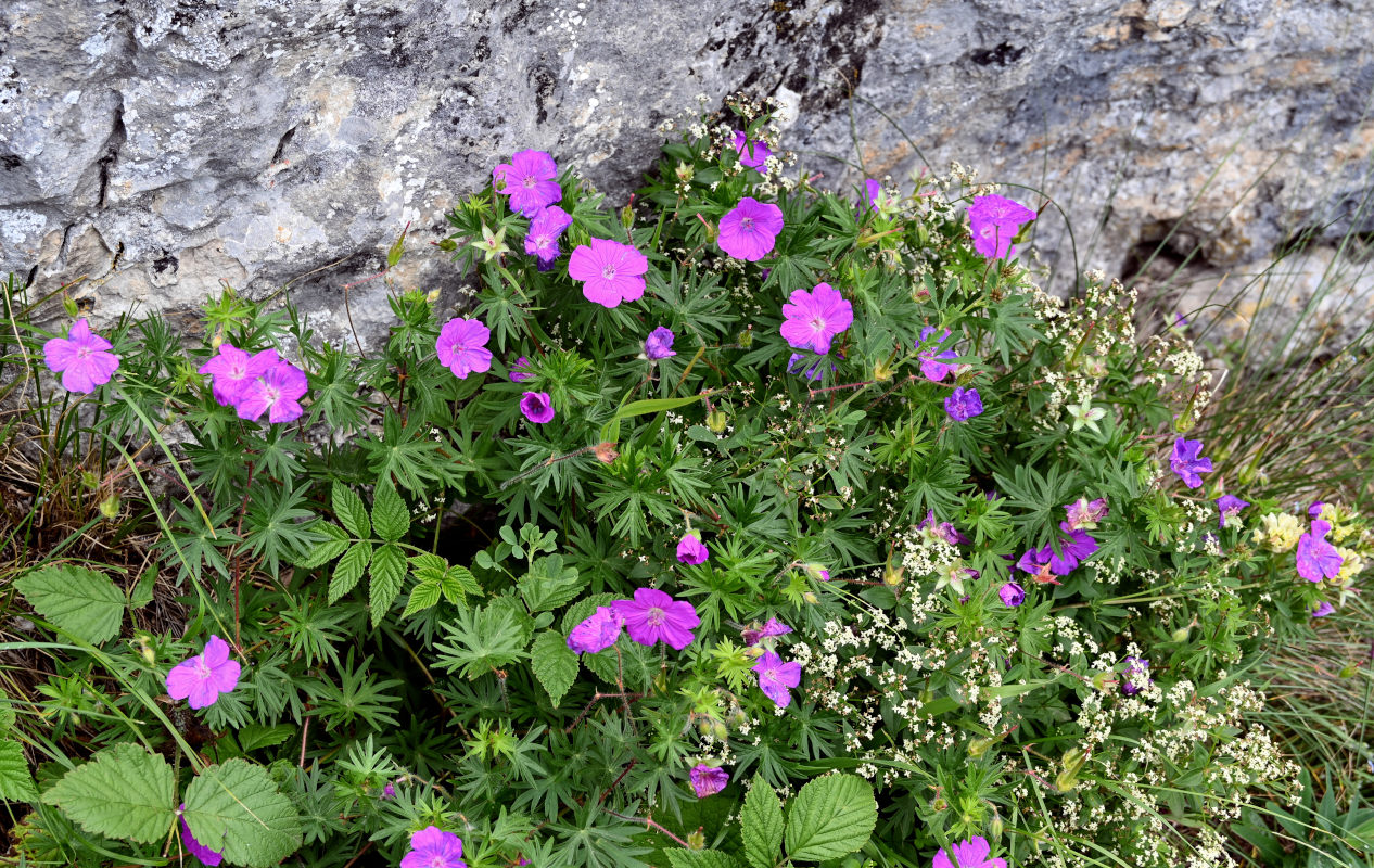 Image of Geranium sanguineum specimen.