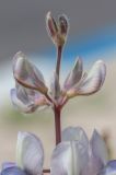 Lupinus palaestinus. Верхняя часть соцветия. Израиль, г. Бат-Ям, на обочине дороги. 25.03.2024.