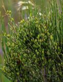 genus Ephedra