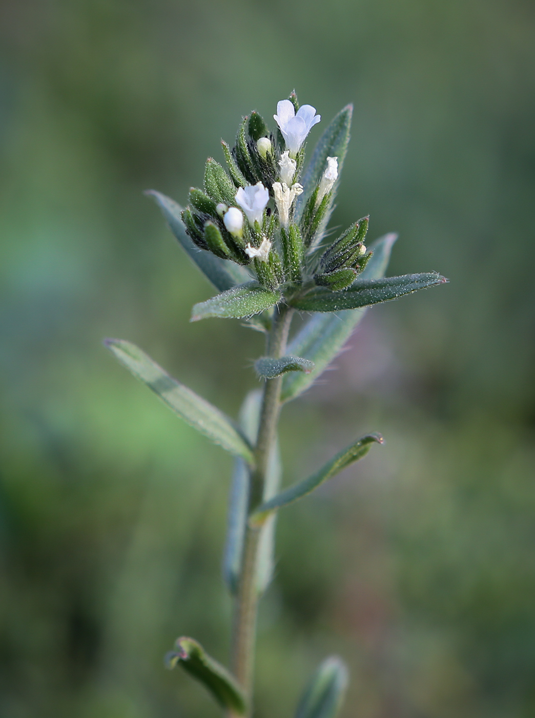 Изображение особи Buglossoides arvensis.
