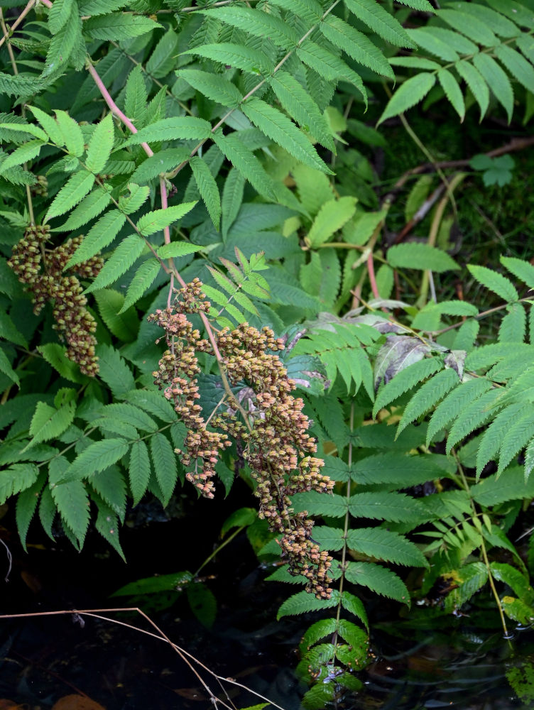 Image of Sorbaria sorbifolia specimen.