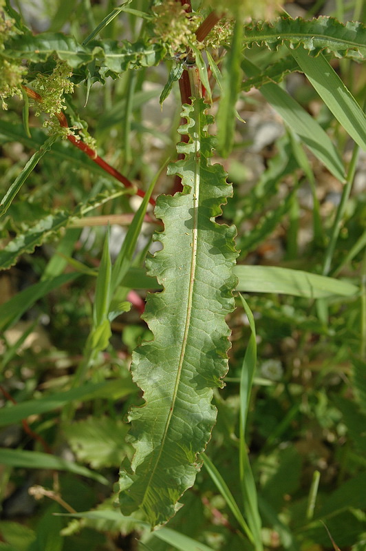 Изображение особи Rumex crispus.