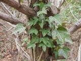 Hedera helix