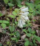 Symphytum grandiflorum. Соцветие. Абхазия, Гудаутский р-н, окр. с. Лдза, широколиственный лес. 11.04.2024.