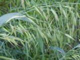 Avena sativa