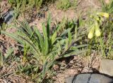 Onosma irritans