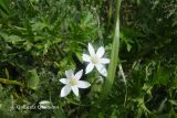 Ornithogalum navaschinii