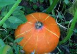 Cucurbita pepo