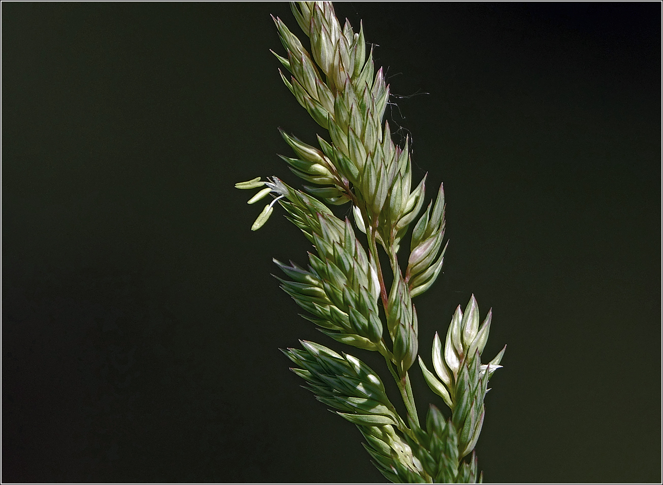 Image of Phalaroides arundinacea specimen.