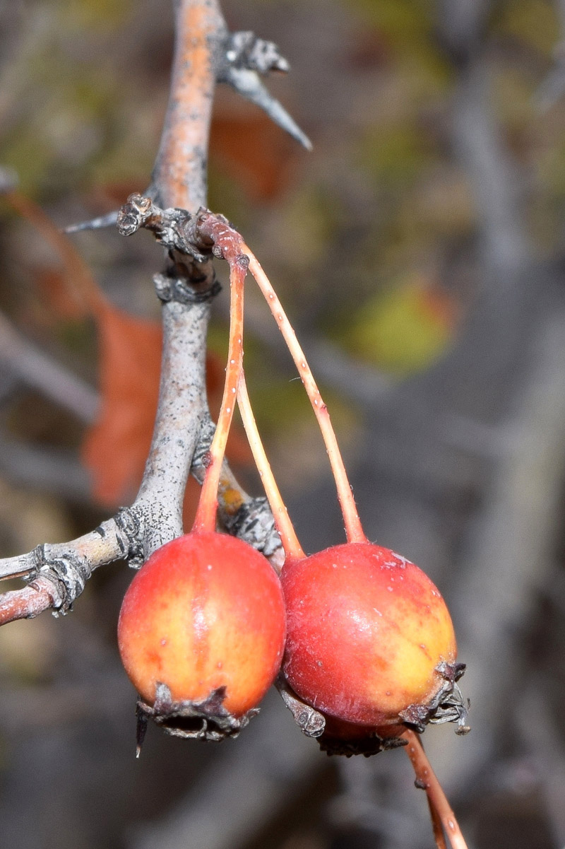 Image of genus Crataegus specimen.