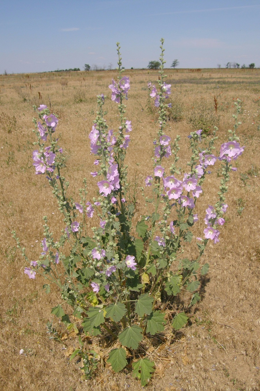 Изображение особи Alcea rosea.