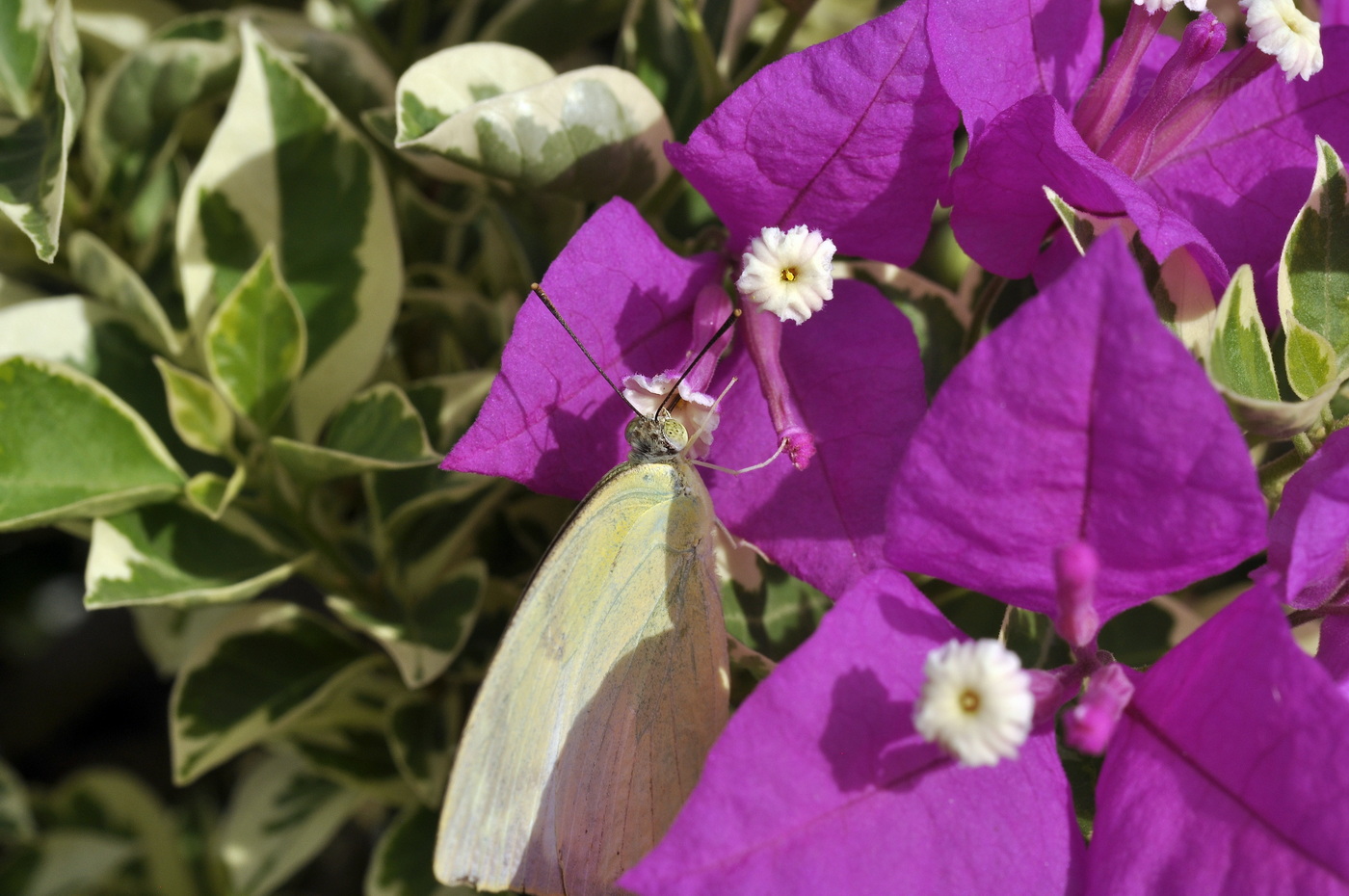 Изображение особи род Bougainvillea.