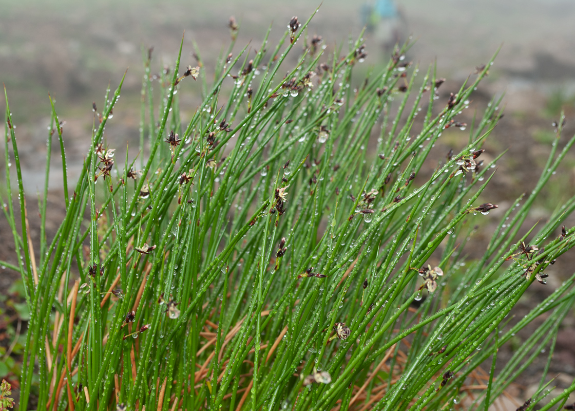 Изображение особи Juncus beringensis.