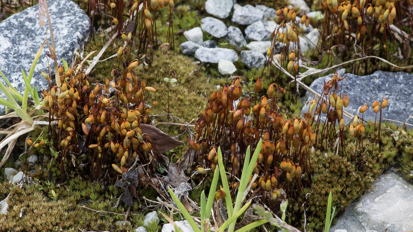 Изображение особи Bryum caespiticium.