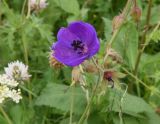 Geranium ruprechtii