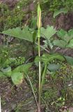 Arum korolkowii