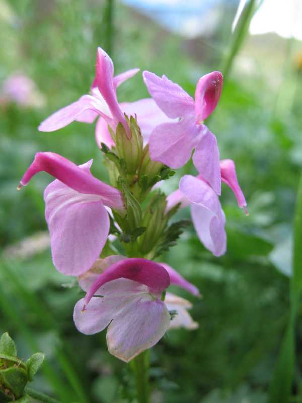 Image of Pedicularis nordmanniana specimen.