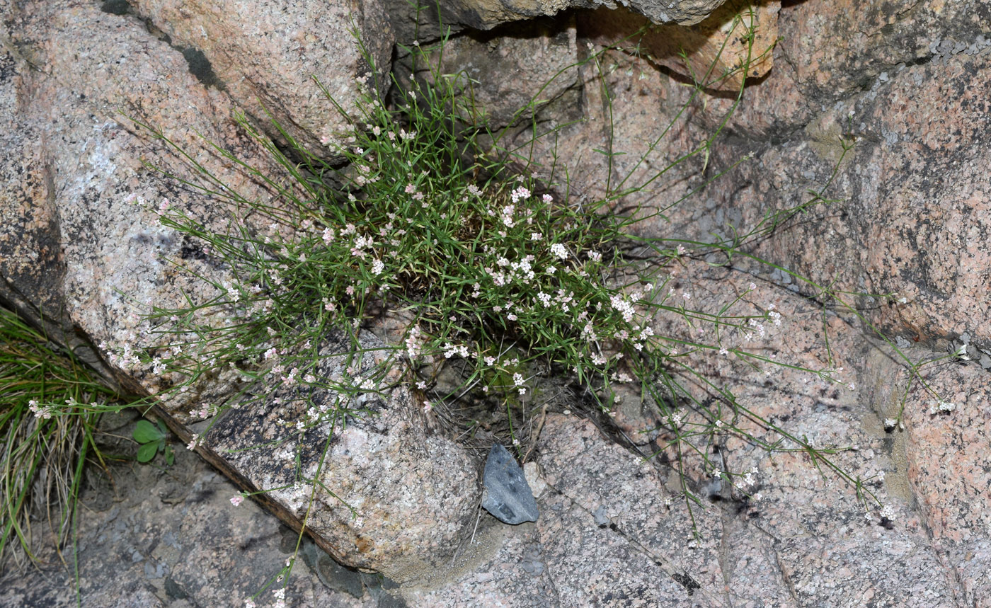 Image of Asperula congesta specimen.