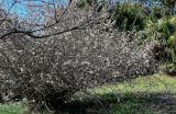 Chaenomeles × vilmoriniana. Цветущее растение. Краснодарский край, Сочи, Адлерский р-н, парк \"Южные культуры\", в культуре. 09.03.2025.