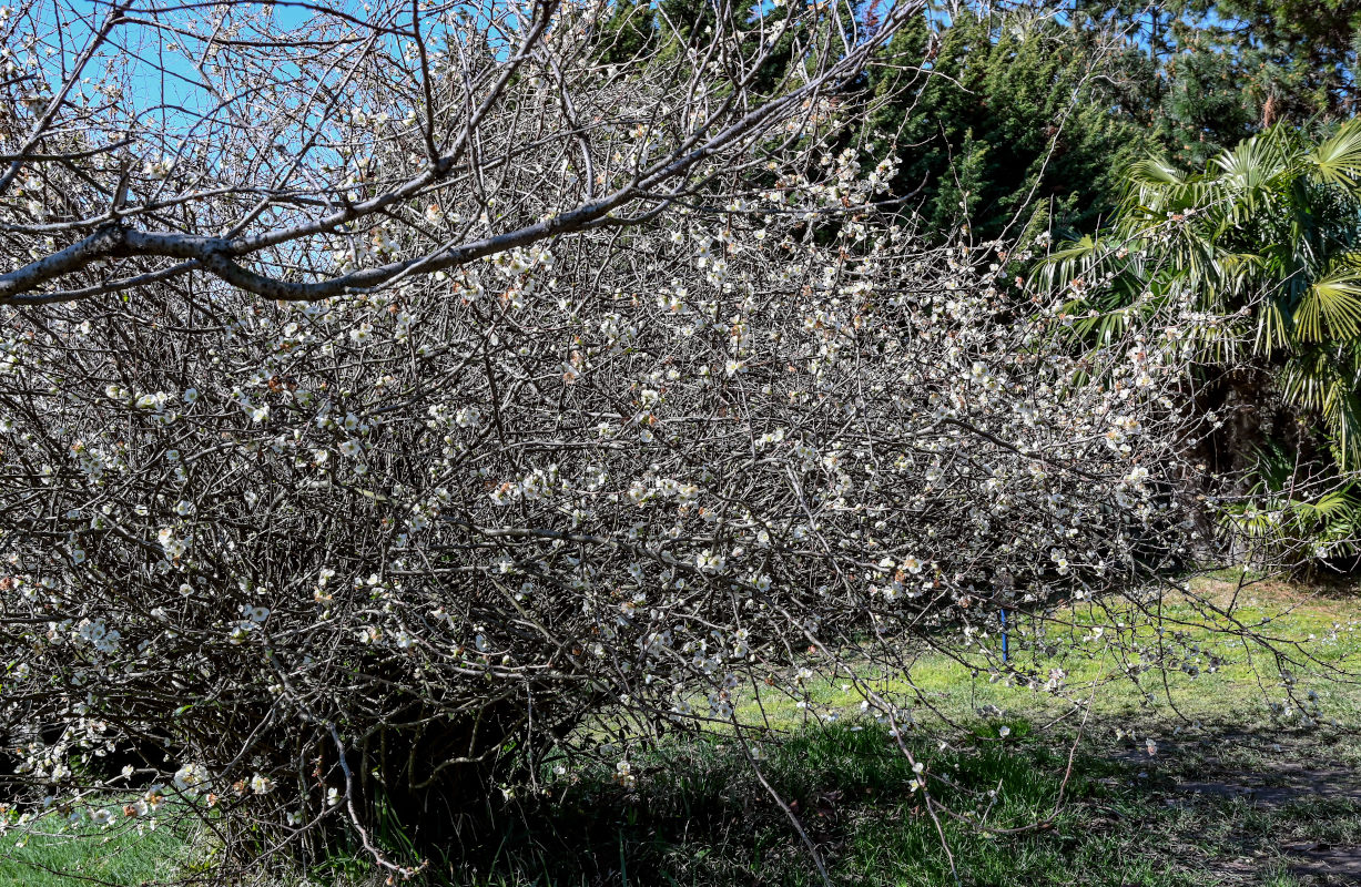 Изображение особи Chaenomeles × vilmoriniana.