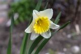 Narcissus × incomparabilis