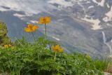 Pulsatilla aurea. Цветущие растения. Карачаево-Черкесия, Домбай, гора Мусса-Ачитара, 2700 м н.у.м., на каменистом склоне. 07.07.2015.