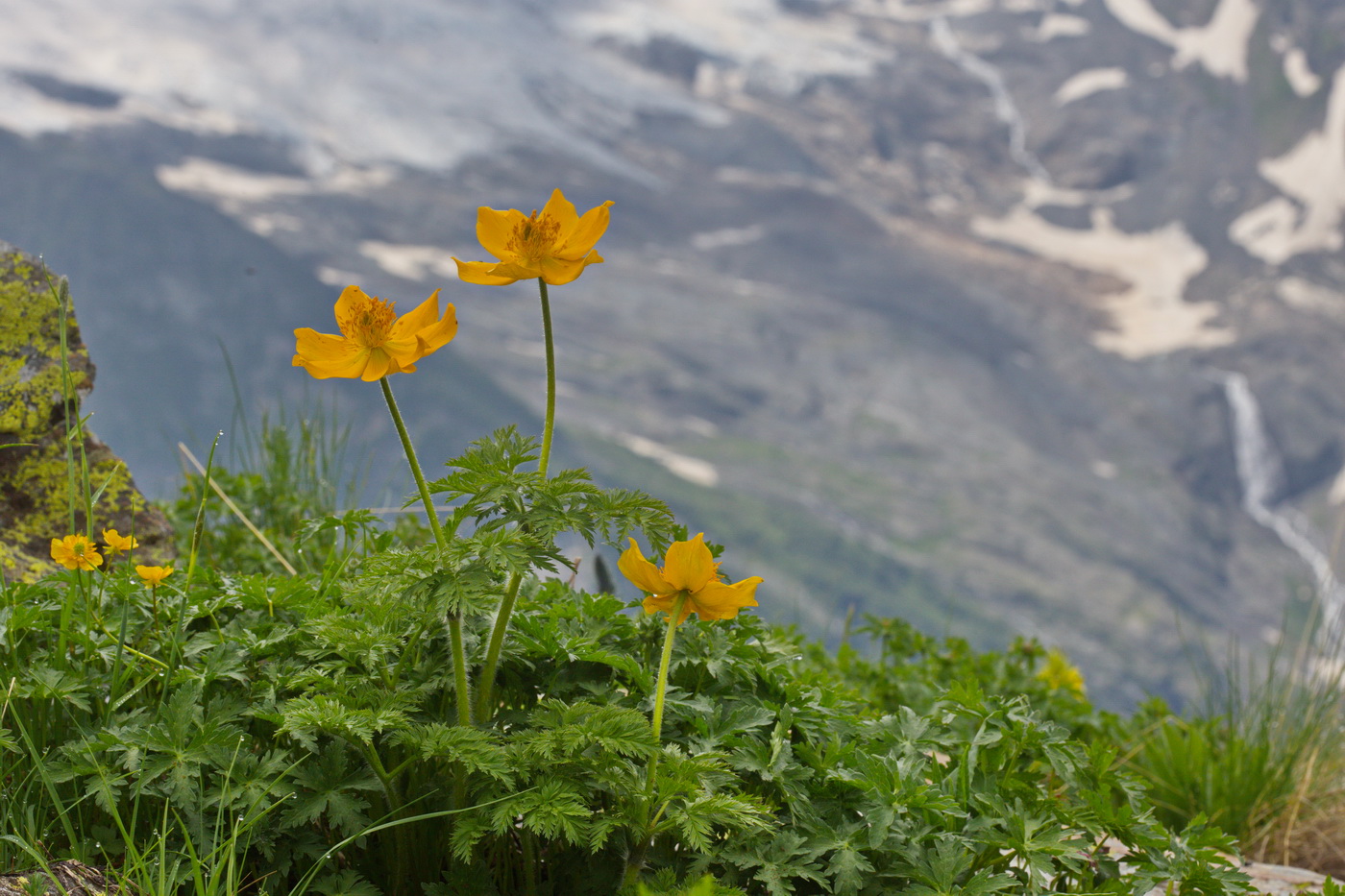 Image of Pulsatilla aurea specimen.