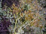 Anthriscus glacialis