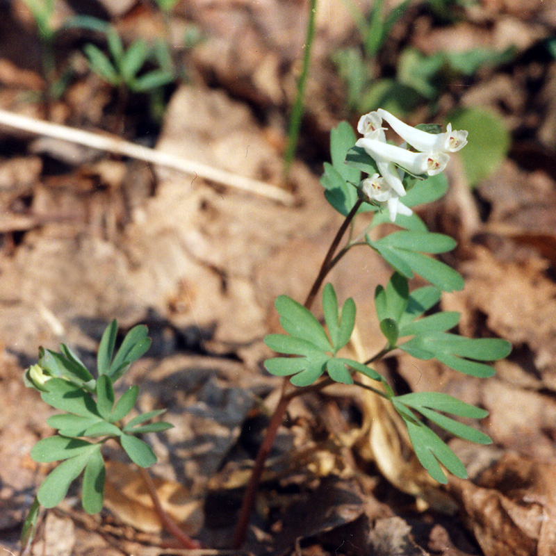 Изображение особи Corydalis intermedia.