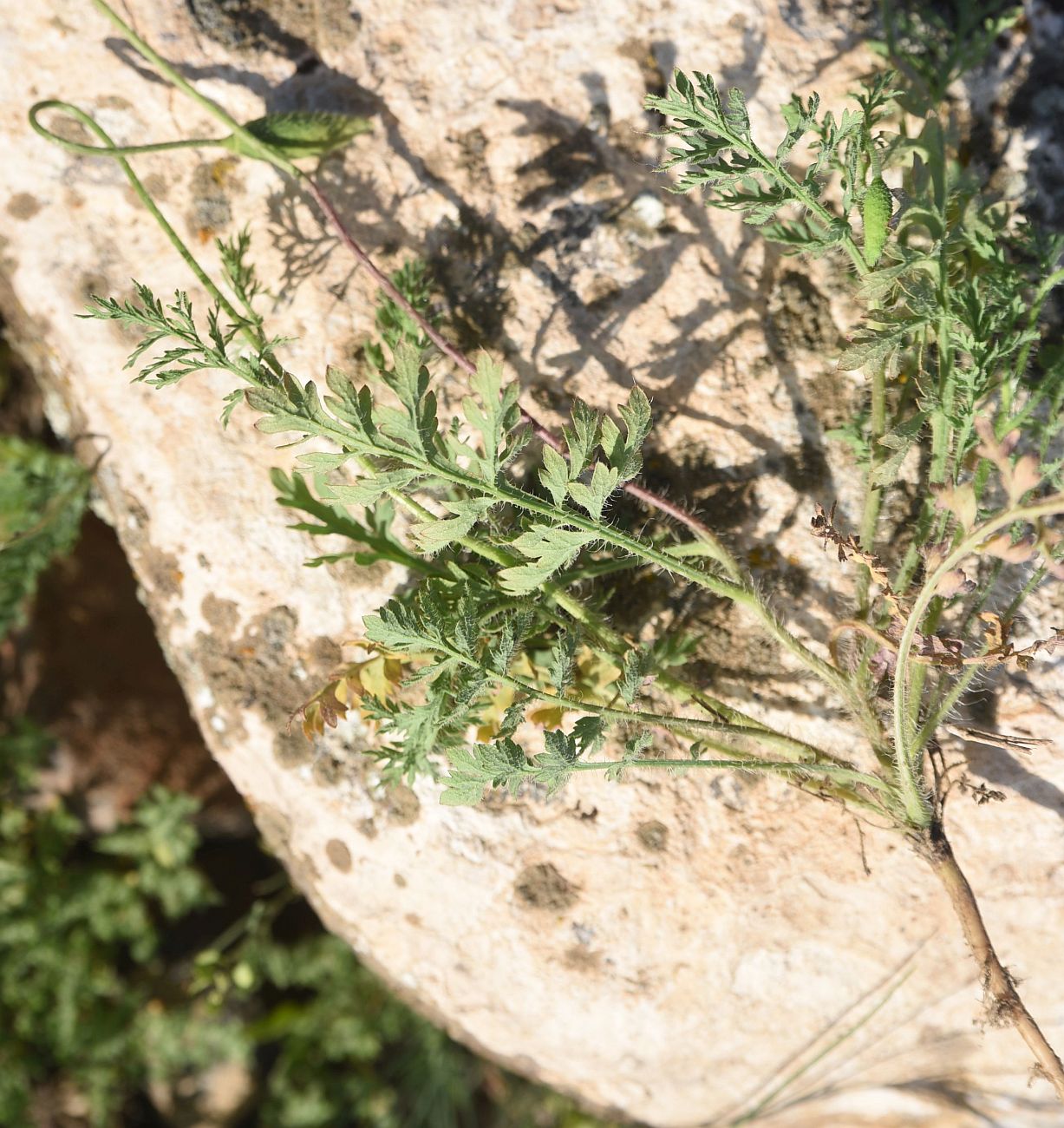 Image of genus Papaver specimen.