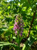genus Dactylorhiza