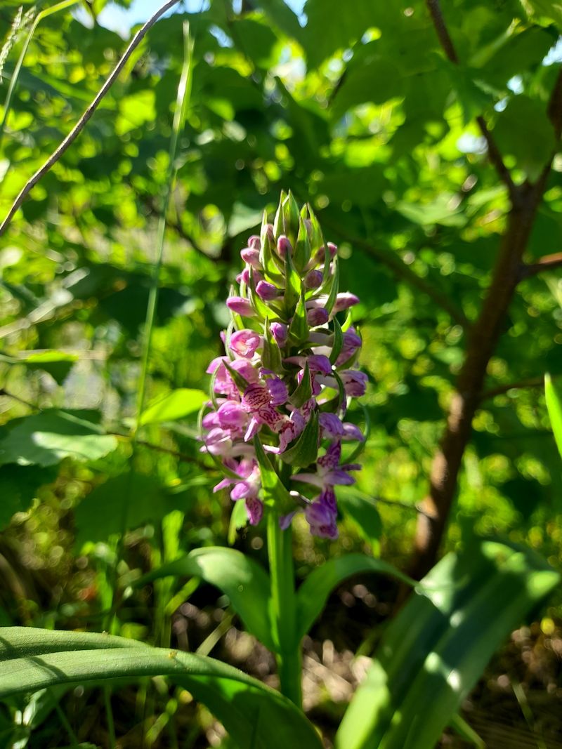 Image of genus Dactylorhiza specimen.