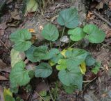 Viola suavis