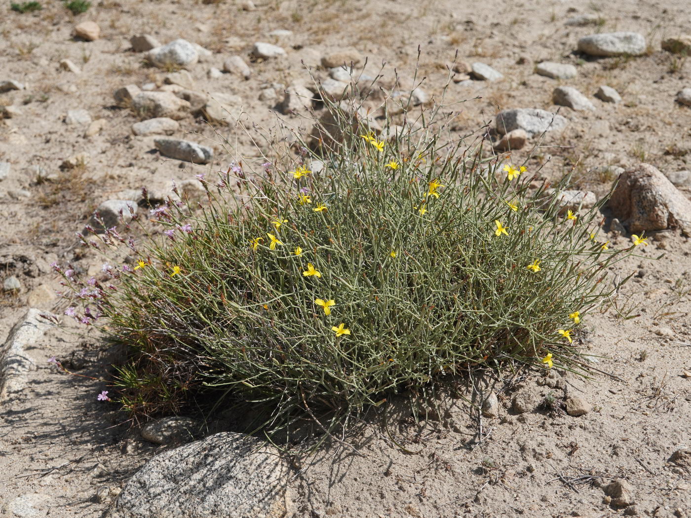 Изображение особи Scorzonera acanthoclada.