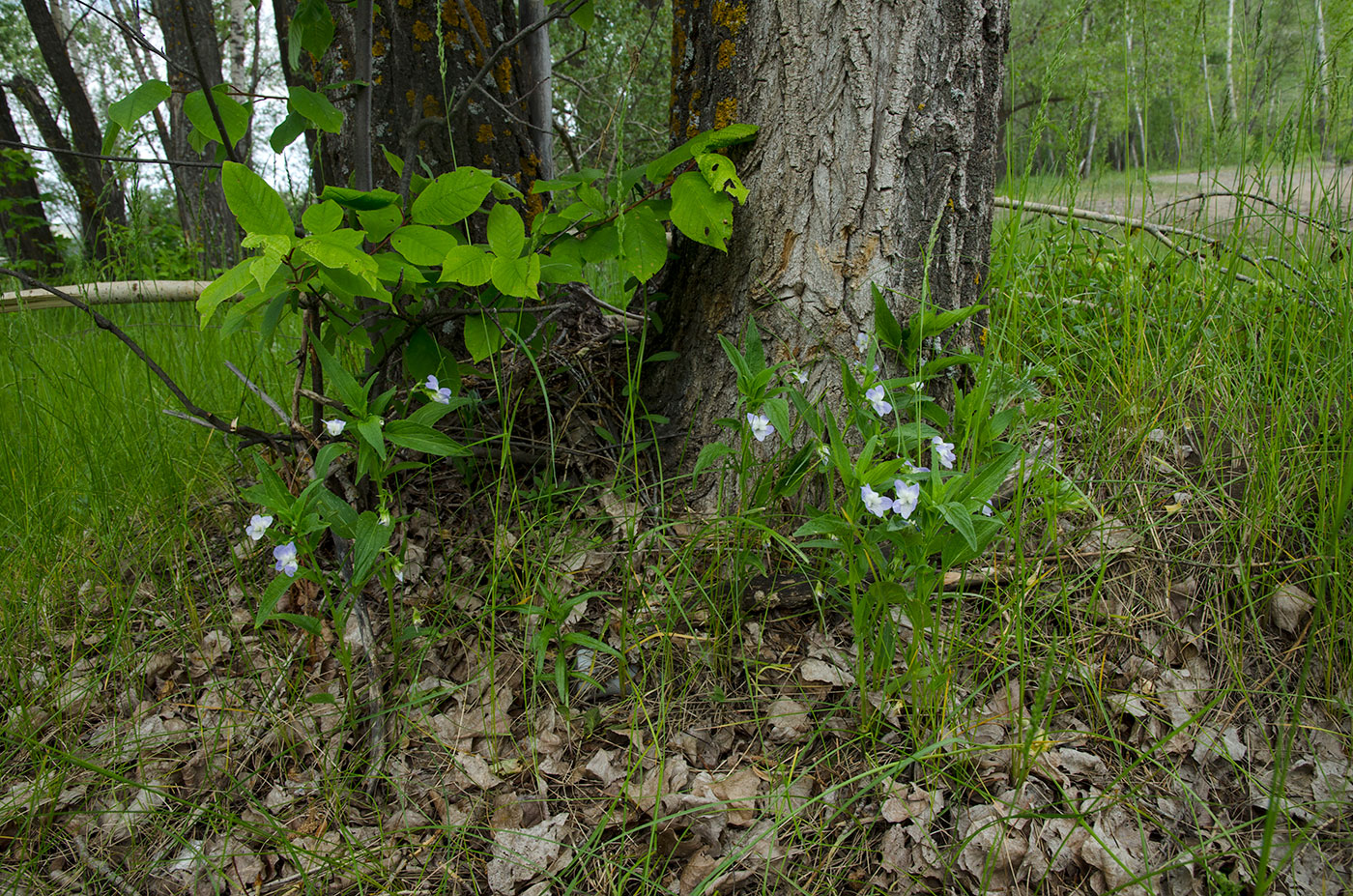 Image of Viola elatior specimen.