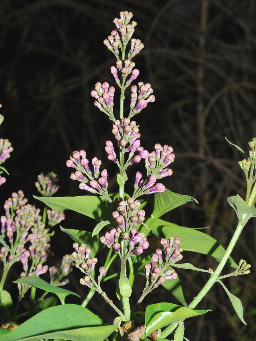 Image of Syringa vulgaris specimen.