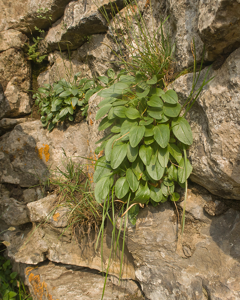 Image of Unknown species specimen.